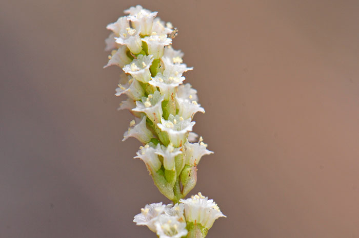 Boerhavia wrightii, Largebract Spiderling